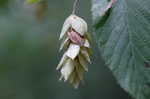 Eastern hophornbeam